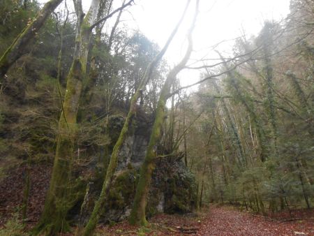 Dans la forêt de Saou