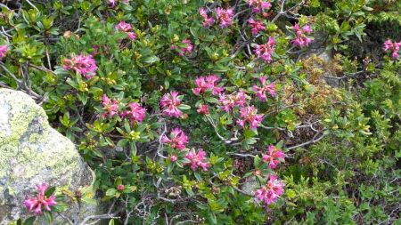 Rhododendrons