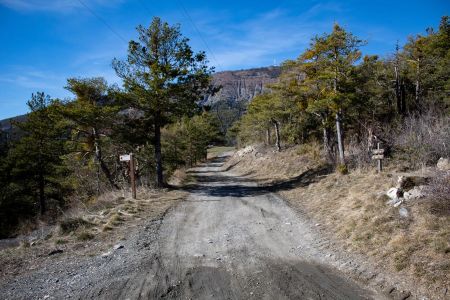 La piste forestière 