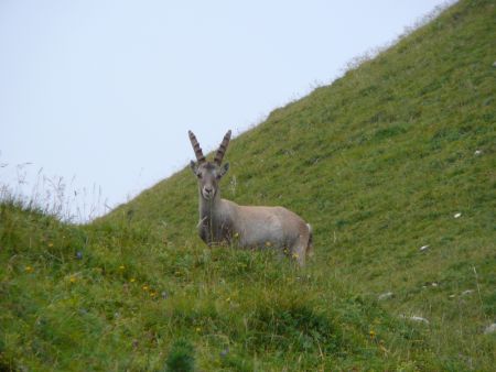 Bouquetin peu avant le col de Pavis