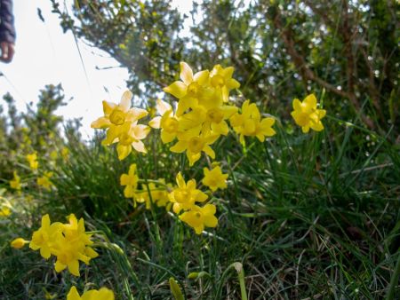 Sur le sentier des narcisses