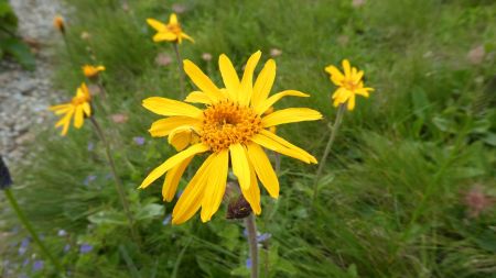 Arnica