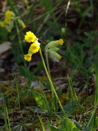 Primevère officinale au bord du Manival