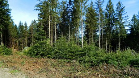 La concurrence sera rude, tous ne seront pas des «Rois de la forêt»