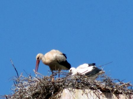 Sur la route du retour à Marrakech : cigogne à Asni.