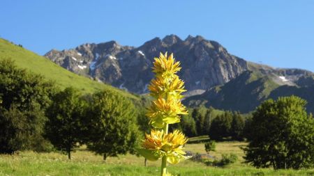 Gentiane jaune et Gros Villan