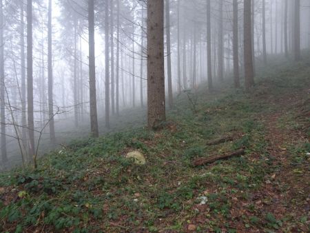 Brouillard en forêt