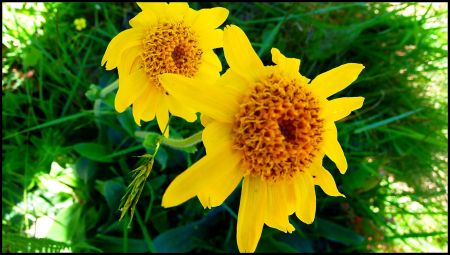 Arnica des montagnes.