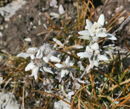 Les edelweiss désormais fanés sont venus à graine