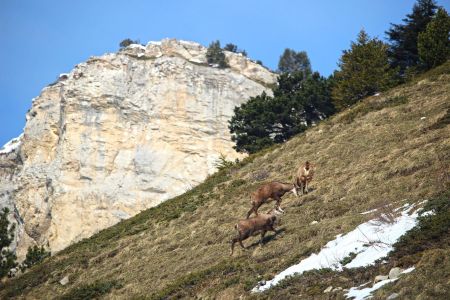 Une demi-douzaine de chamois se montre