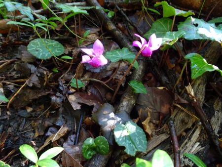 Cyclamens