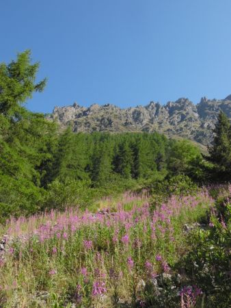 Sortie du sous-bois