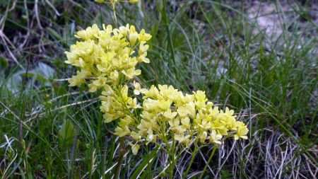 Lunetière lisse (Biscutella laevigata)