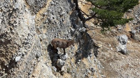 Du Comptoir à Moutons, vraiment ?