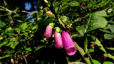 Fleurs de juillet en septembre.