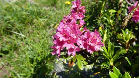 Rhododendron