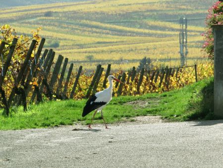 Joli cadeau. Peu avant de redescendre sur la route D1b, on a rencontré cette cigogne pas farouche du tout, près d’une maison du Domaine Fux et Fuchs.