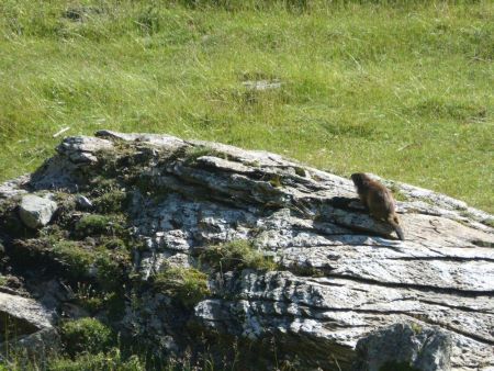 Marmotte