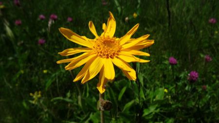 Arnica.