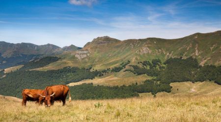 les vaches salers