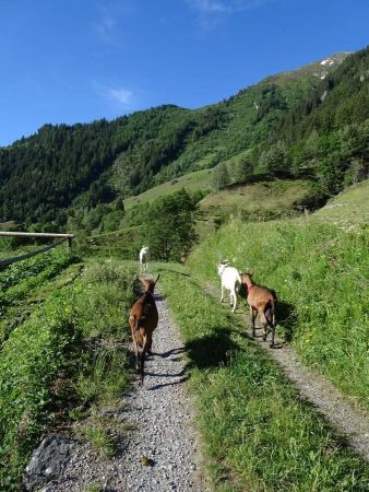 Accompagné par les chèvres