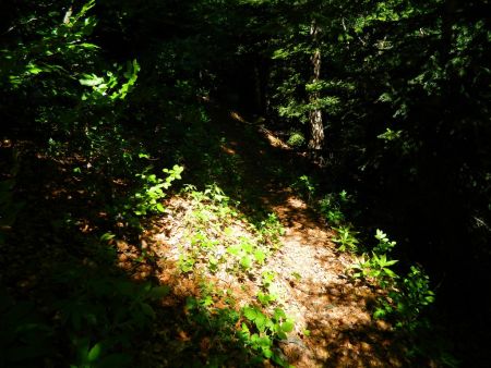 Descente en forêt...