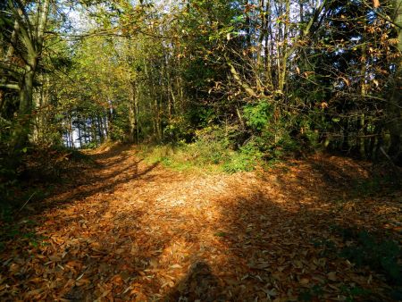 Parterre de feuilles.