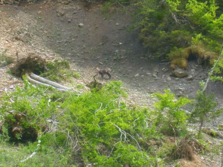 Au dessus parking : un chamois nous observe !