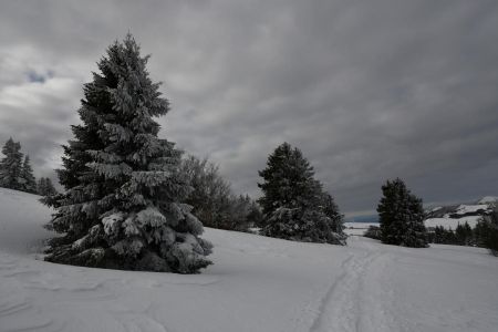 sapins plâtrés du Plateau de Beure