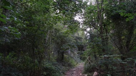 Dans les bois, dans l’ombre du versant ouest.