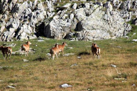 Mouflons de Fenestre