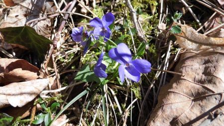 Violettes