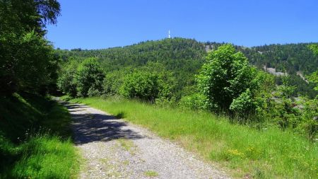 Sur la piste forestière.