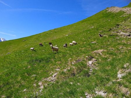 Les chèvres sauvages...