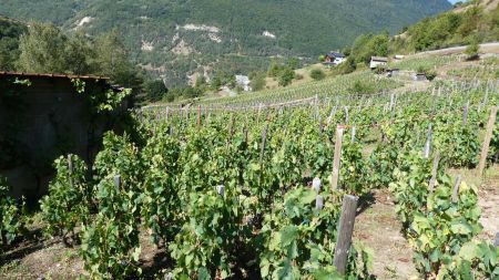 Le Plan (vignes)