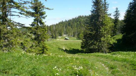 Sente Musille. Je vois apparaître la Route Forestière de Pré Râteau et sa baraque.