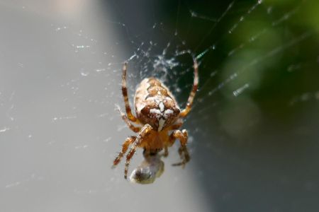 araignée de l’Ordre des Templiers ??...