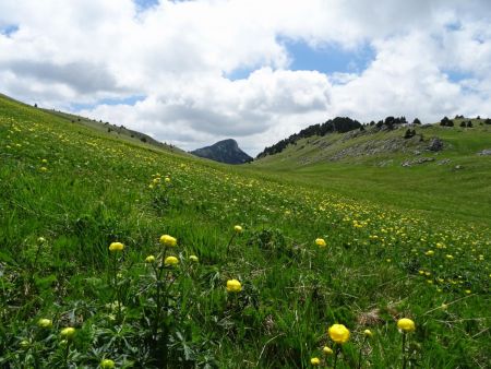 Le plateau est bien fleuri