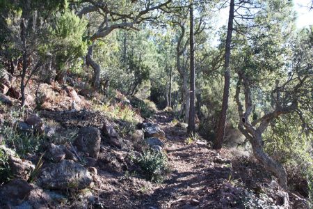 Des pins plutôt droits, parmi des chênes tordus