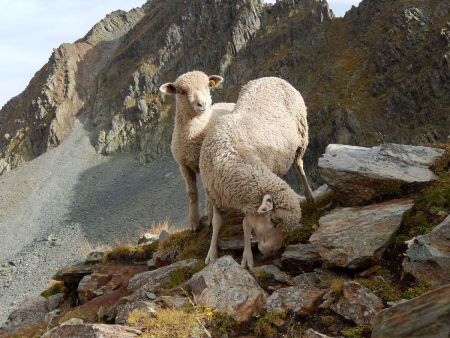 Rencontre inattendue au col des Balmettes