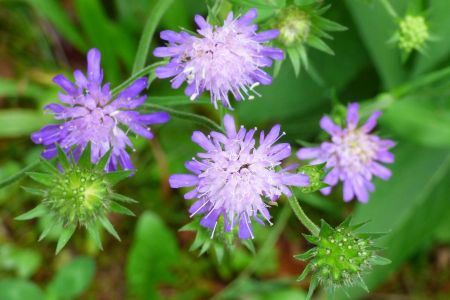 Superbe bouquet de knauties, prises dans le début de la montée au rocher du Kastelstein, de l’autre côté de la L96.