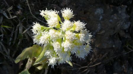 Pétasite blanc