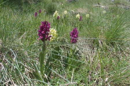 Orchis sureau, jaunes et violettes