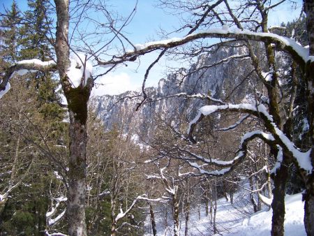 Profonde forêt cartusienne.