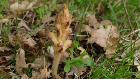 ... orobanche.