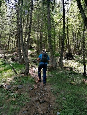 Progression en forêt de mélèzes