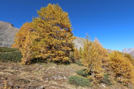 Belles couleurs automnales dans le vallon de Rofre.