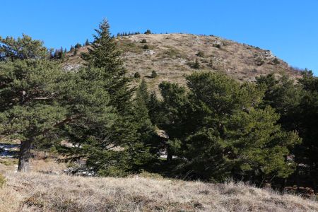 La pinède au pied du sommet.