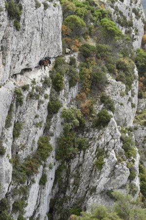 Bouquetins des Alpilles, sur une vertigineuse falaise !