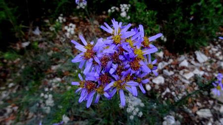 Asters, mais lesquels ?